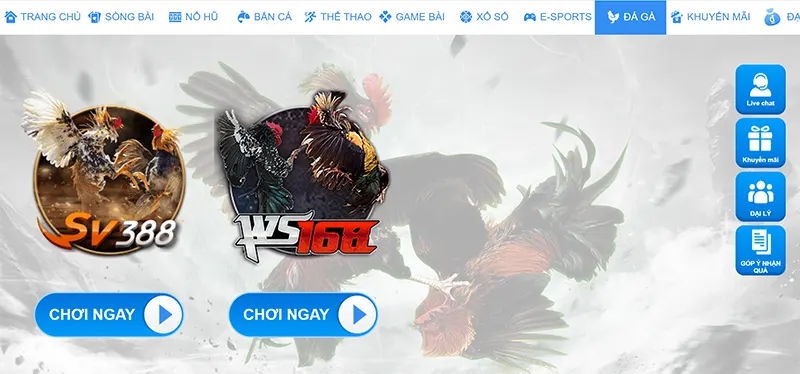 Đá gà RR88 kịch tính và vô cùng hấp dẫn
